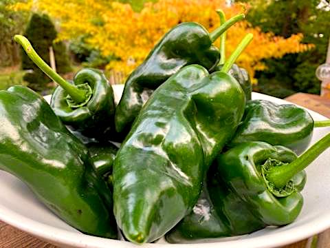 CHILES EN NOGADA ~ Stuffed Poblano Peppers With Walnut Cream Sauce ...