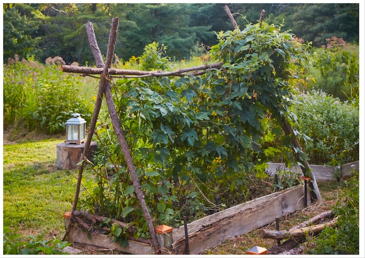 FROM MODERN FARMER ~ Making ‘Weeds’ Part of the Food System